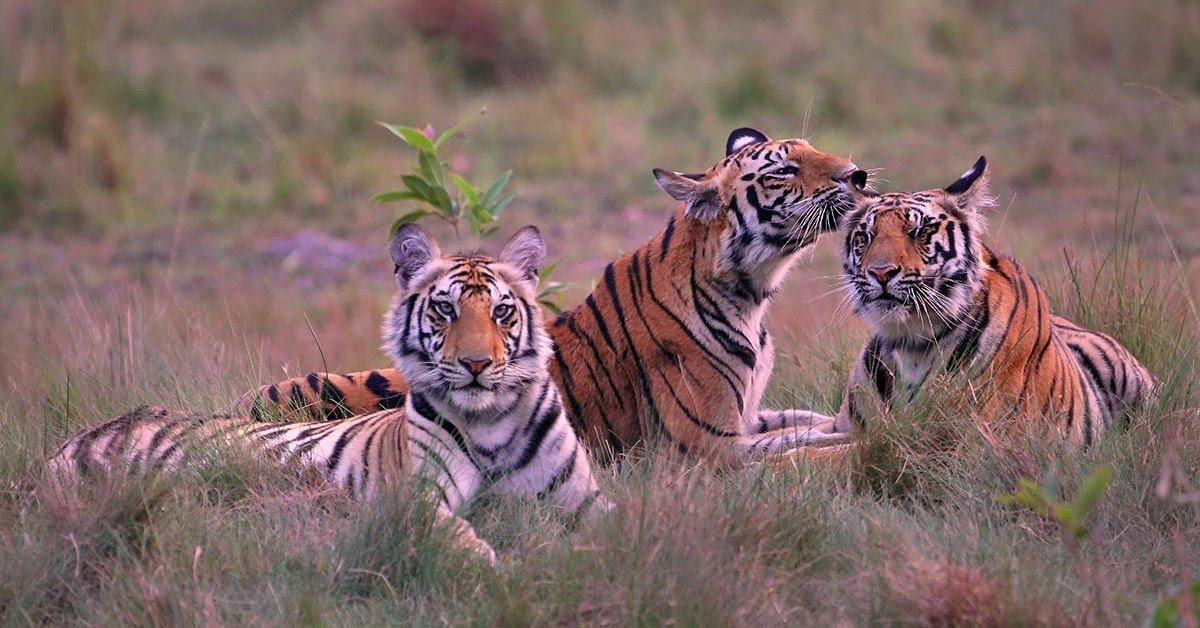 10 Cute tiger pictures and tiger facts! - Fun Kids - the UK's children's  radio station