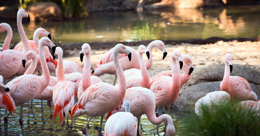 Flamingoes | Tiger and Tim Animals
