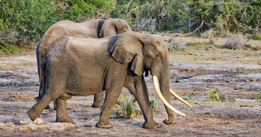 Tembe Elephant Park | Tiger and Tim Animals